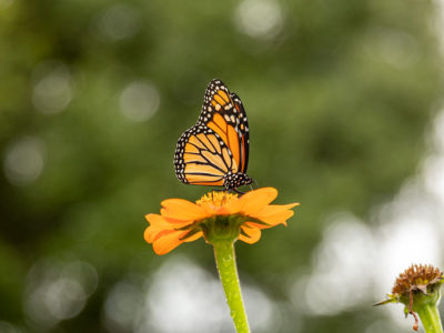 Fred Funk Butterfly Garden Renovations