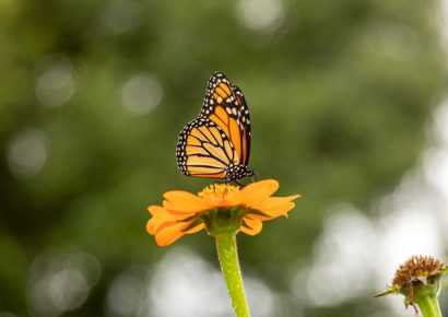 Fred Funk Butterfly Garden Renovations