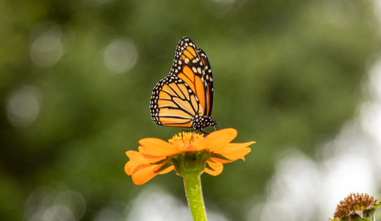 Fred Funk Butterfly Garden Renovations