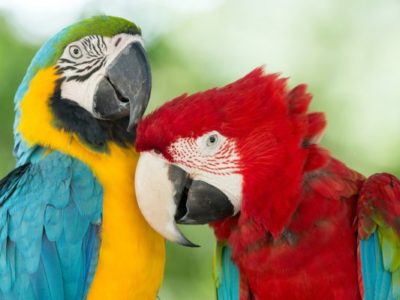 New Club Name: The Pet Parrots and Their Parents’ Club