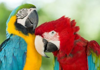 New Club Name: The Pet Parrots and Their Parents’ Club