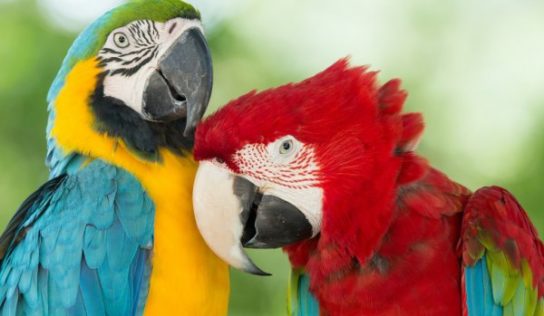 New Club Name: The Pet Parrots and Their Parents’ Club