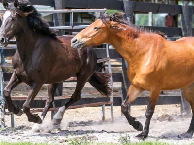 Wild Horse Rescue Seeks Donations