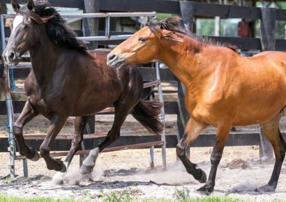 Wild Horse Rescue Seeks Donations