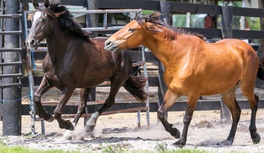 Wild Horse Rescue Seeks Donations