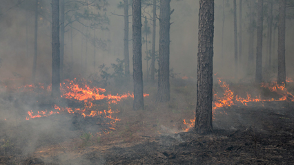 Fire Season in Florida