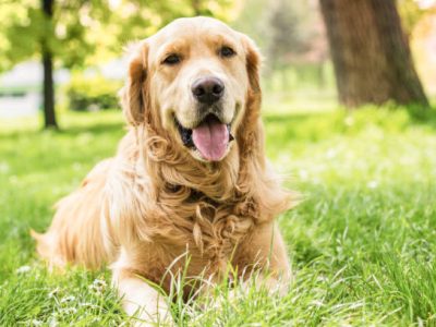 Findings of a 10-Year Golden Retriever Study