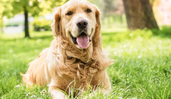 Findings of a 10-Year Golden Retriever Study