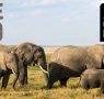 Villages Couple Help African Wildlife