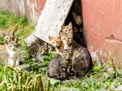What You Should Know and How You Can Help During Kitten Season