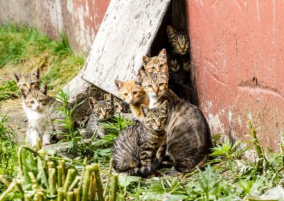 What You Should Know and How You Can Help During Kitten Season