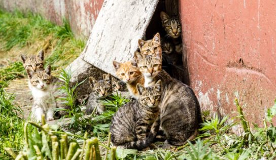 What You Should Know and How You Can Help During Kitten Season