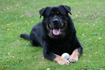 Dog Park Closed for Maintenance