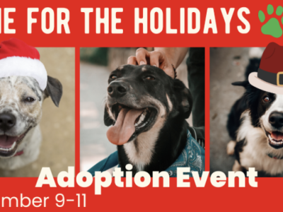 Home for the Holidays adoption event this weekend
