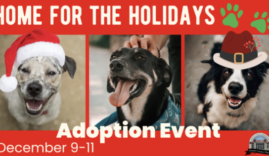 Home for the Holidays adoption event this weekend