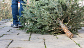 Christmas tree disposal instructions