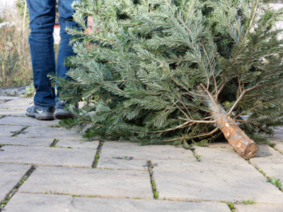 Christmas tree disposal instructions