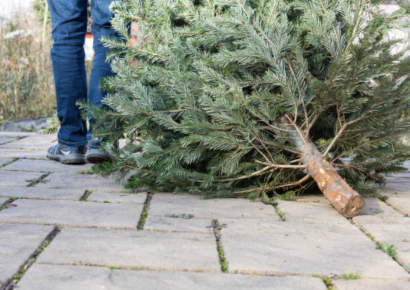 Christmas tree disposal instructions