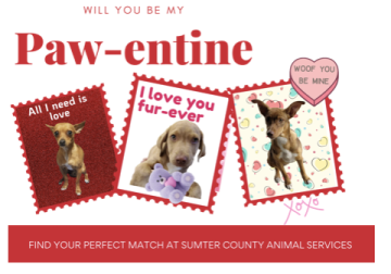 Fall in love with a rescue dog this Valentine’s Day