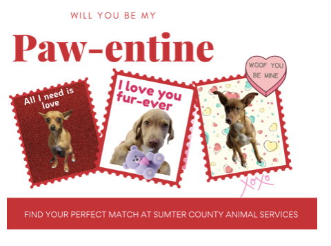 Fall in love with a rescue dog this Valentine’s Day