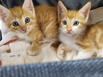 It’s the purrfect time to foster kittens