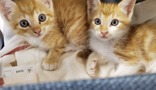 It’s the purrfect time to foster kittens