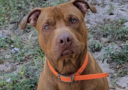 Sumter County Animal Spotlight: Chappie