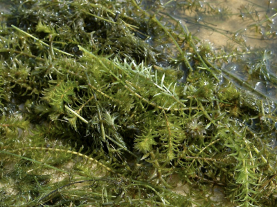 Lake Sumter Line Scenic Cruises will close Wednesday for hydrilla treatment