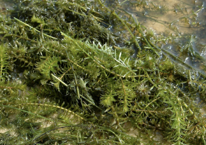 Lake Sumter Line Scenic Cruises will close Wednesday for hydrilla treatment