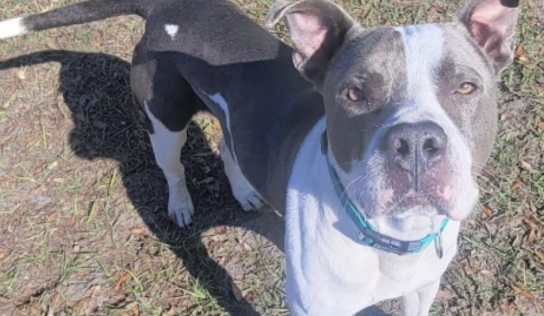 Rescue spotlight of the week: Chucho