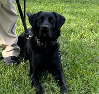 Lady Lake Police Department welcomes new K-9 to the squad