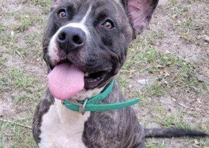 Shelter dog of the week: Zeus