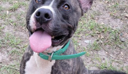 Shelter dog of the week: Zeus