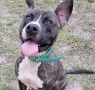 Shelter dog of the week: Zeus