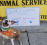 Despite increase in adoption rates, animal shelter capacity remains high
