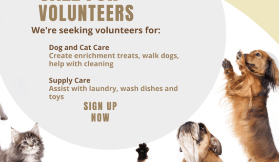 Sumter County Animal Services looking for volunteers