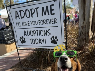 Several pets adopted during Clear the Shelter event