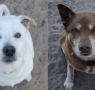 Shelter dogs of the week: Blizzard and Bear
