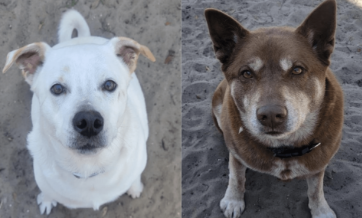 Shelter dogs of the week: Blizzard and Bear