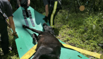 Sumter County Fire & EMS come to rescue of young steer