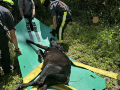 Sumter County Fire & EMS come to rescue of young steer