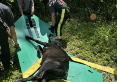 Sumter County Fire & EMS come to rescue of young steer