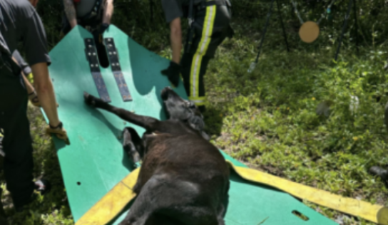 Sumter County Fire & EMS come to rescue of young steer