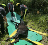 Sumter County Fire & EMS come to rescue of young steer