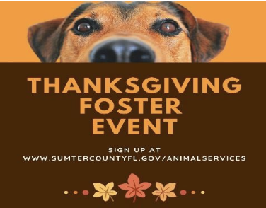Show a foster animal some love this Thanksgiving
