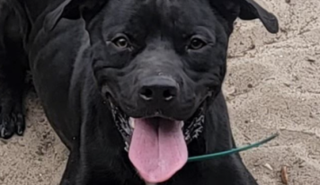 Shelter dog of the week: Heinz