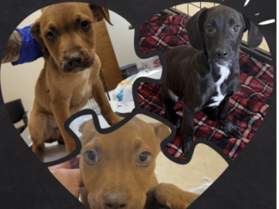 Sumter County Animal Services saves puppies from parvovirus