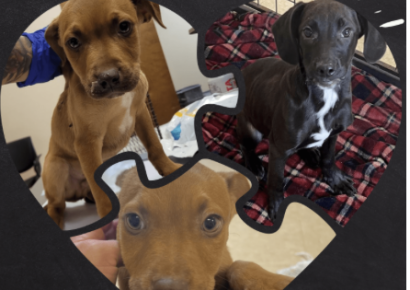 Sumter County Animal Services saves puppies from parvovirus