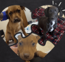 Sumter County Animal Services saves puppies from parvovirus