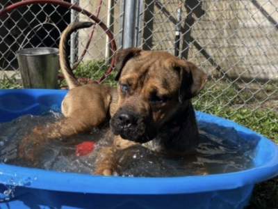 Shelter dog of the week: Grizzly